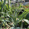  #1 Eryngium Yuccifolium AB/ Rattlesnake Master Native (TN)