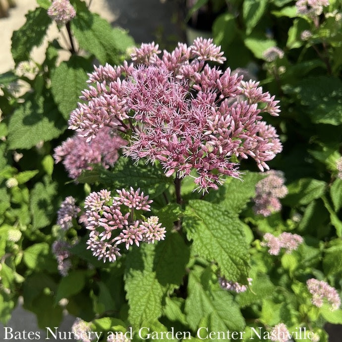  #1 Eupatorium Dubium AB Little Joe/ Joe Pye Weed Native (TN)