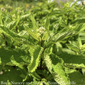  #1 Eupatorium Dubium Little Joe/ Joe Pye Weed Native (TN)