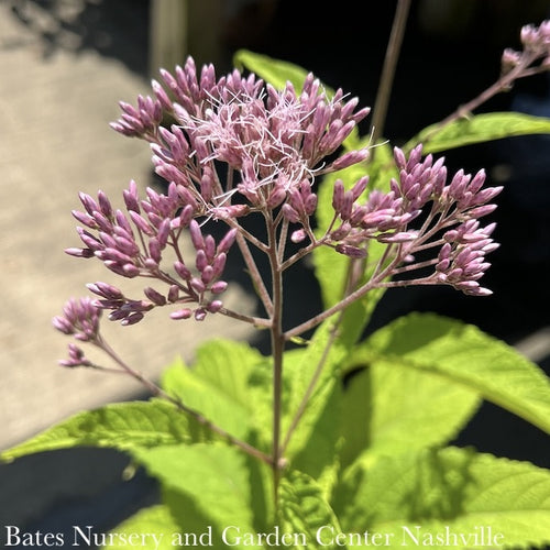  #1 Eupatorium (Eutrochium) Maculatum/ Spotted Joe Pye Weed Native (TN)
