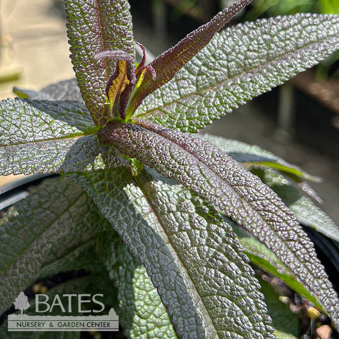  #1 Eupatorium Perf Blind Date/ Joe Pye Weed Native (TN)