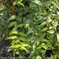  #1 Gelsemium Sempervirens/ Carolina Jessamine, Jasmine Native (TN)