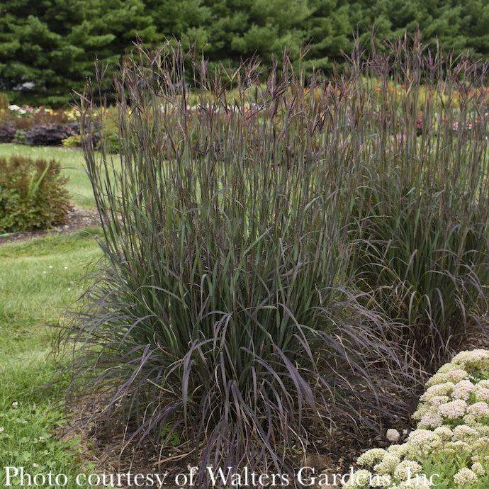  #1 Grass Andropogon Gerardii Blackhawks/ Big Bluestem Native (TN)