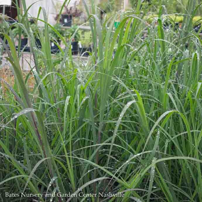  #1 Grass Andropogon Gerardii Blackhawks/ Big Bluestem Native (TN)