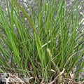  #1 Grass Bouteloua Curtipendula/ Sideoats Grama Native (TN)