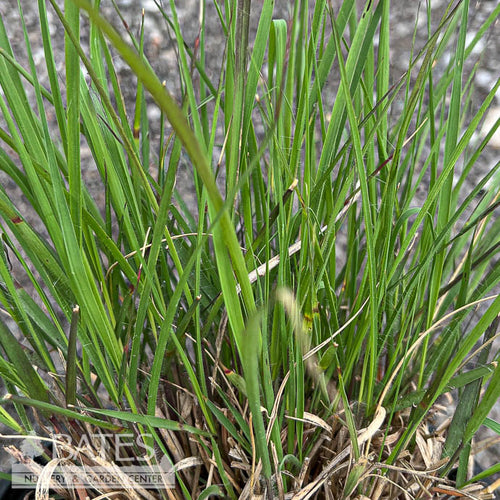  #1 Grass Bouteloua Curtipendula/ Sideoats Grama Native (TN)