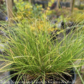  #1 Grass Carex Appalachica/ Appalachian Sedge Native (TN)