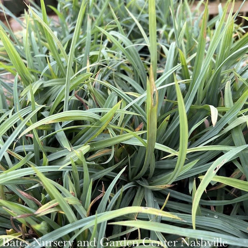 #1 Grass Carex Laxiculmis Hobb/ Bunny Blue Sedge Native (TN)