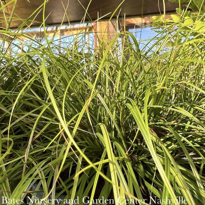  #1 Grass Carex Pensylvanica/ Pennsylvania Sedge Native (TN)