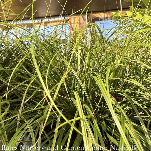  #1 Grass Carex Pensylvanica/ Pennsylvania Sedge Native (TN)