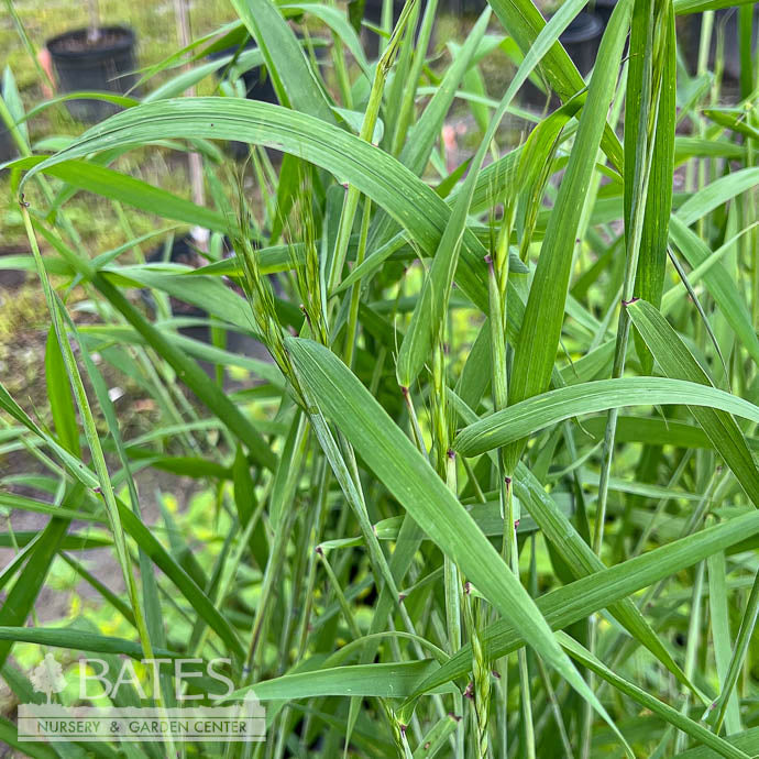  #1 Grass Elymus Hystrix/ Bottlebrush Native (TN)