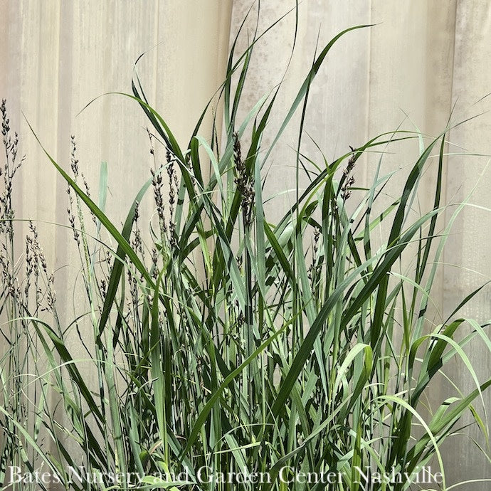  #1 Grass Panicum Virg Heavy Metal/ Switch Native (TN)