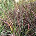  #1 Grass Panicum Virg Hot Rod/ Switch Native (TN)