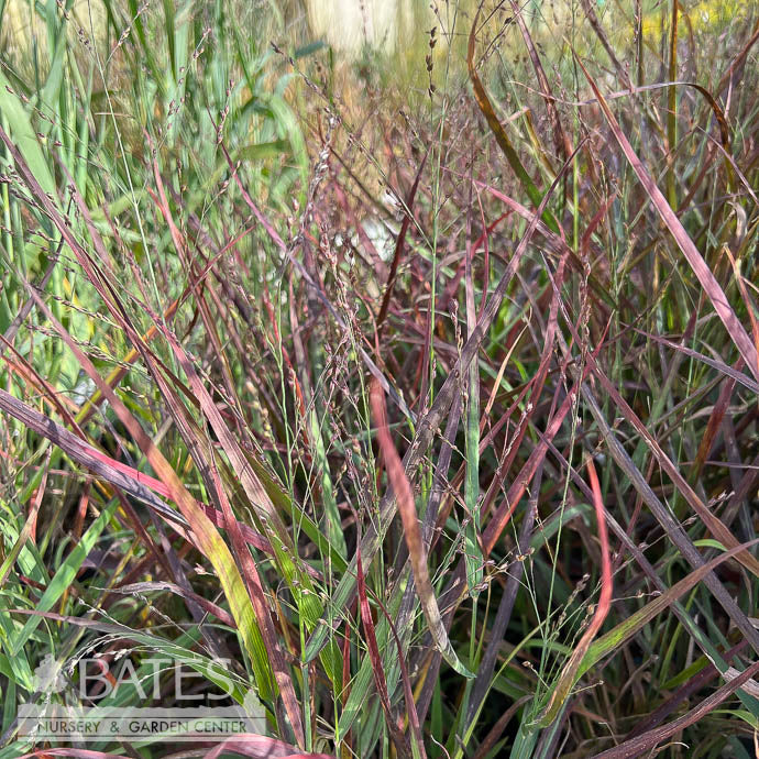  #1 Grass Panicum Virg Hot Rod/ Switch Native (TN)