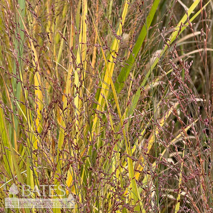  #1 Grass Panicum Virg Northwind/ Switch Native (TN)