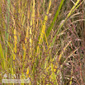  #1 Grass Panicum Virg Northwind/ Switch Native (TN)