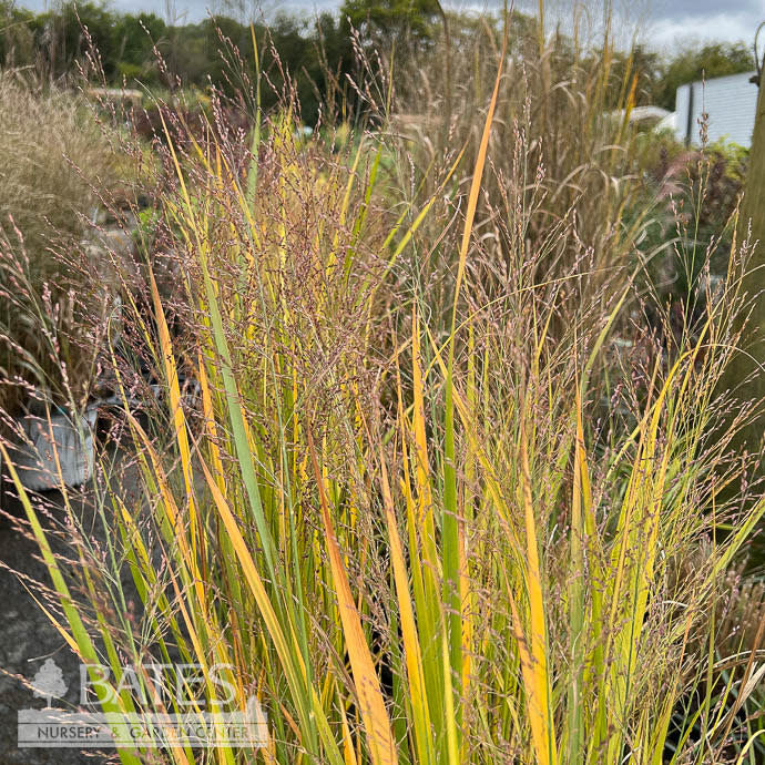  #1 Grass Panicum Virg Northwind/ Switch Native (TN)