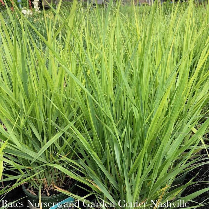  #1 Grass Panicum Virg Northwind/ Switch Native (TN)