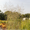  #1 Grass Panicum Virg Prairie Sky/ Switch Native (TN)
