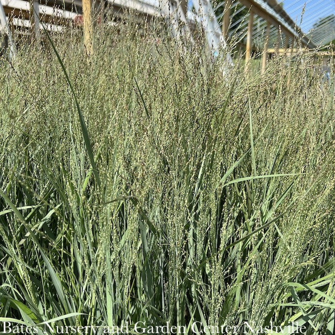  #1 Grass Panicum Virg Prairie Winds Apache Rose/ Switch Native (TN)