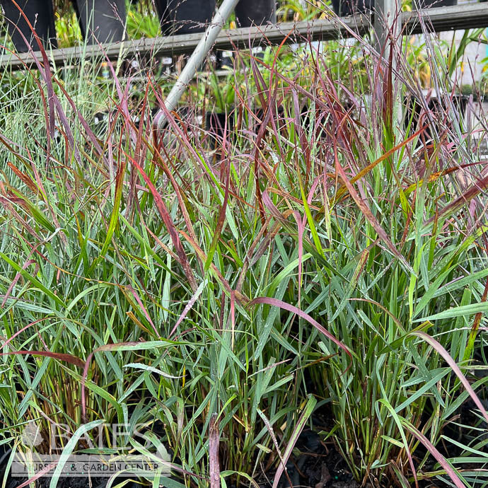  #1 Grass Panicum Virg Red Flame/ Switch Native (TN)