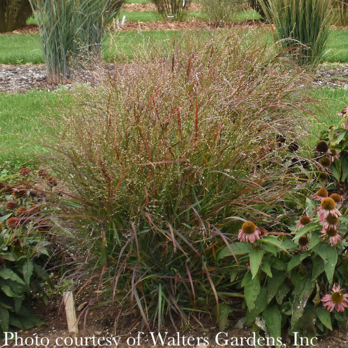 #1 Grass Panicum Virg Red Flame/ Switch Native (TN)