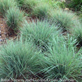  #1 Grass Schizachyrium Scop Prairie Blues/ Little Bluestem Native (TN)