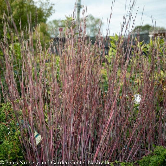  #1 Grass Schizachyrium Scop Standing Ovation/ Little Bluestem Native (TN)