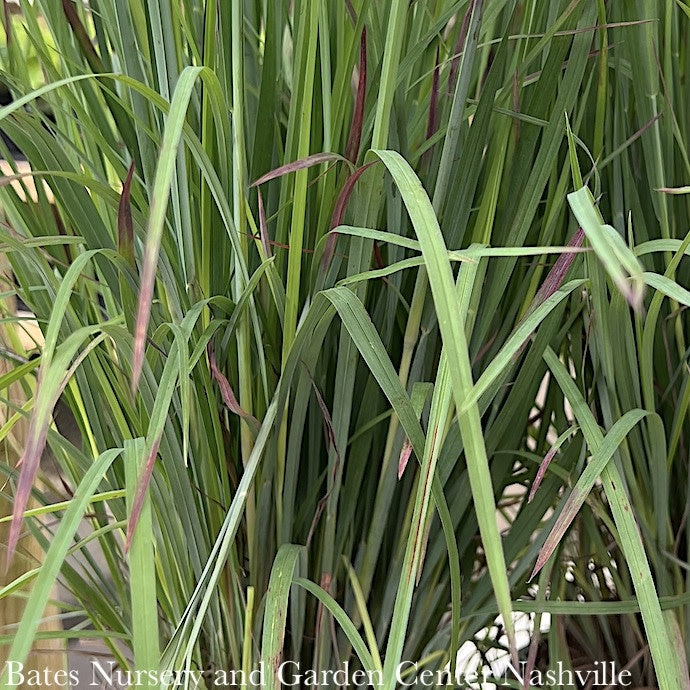 #1 Grass Schizachyrium Scop Standing Ovation/ Little Bluestem Native (TN)