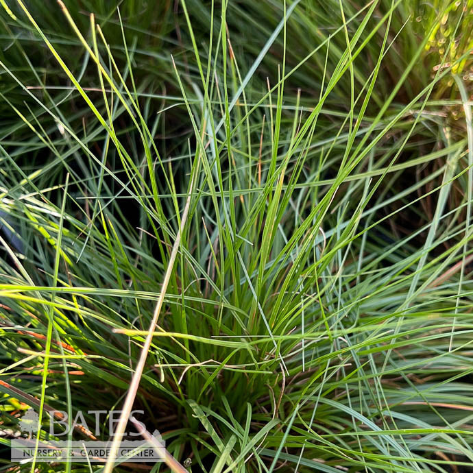  #1 Grass Sporobolus Heterolepis/ Prairie Dropseed Native (TN)