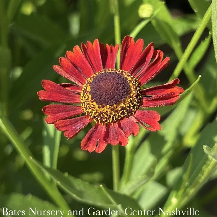  #1 Helenium Aut Siesta/ Sneezeweed Native (TN)
