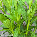  #1 Helenium Autumnale/ Sneezeweed Native (TN)