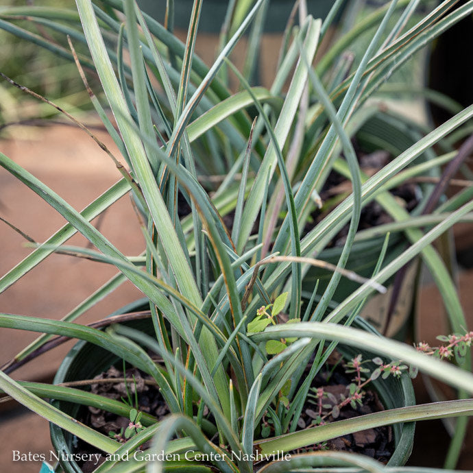 #1 Hesperaloe Parv Brakelights/ Red Yucca