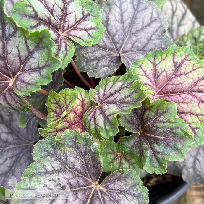  #1 Heuchera Amer Green Spice/ Coral Bells Native (TN)