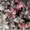  #1 Heuchera Balboa Sunset/ Coral Bells