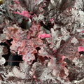  #1 Heuchera Dressed Up 'Evening Gown'/ Coral Bells