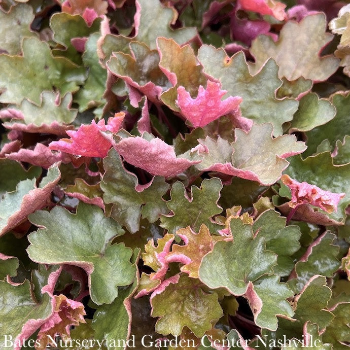  #1 Heuchera Sienna Sunrise/ Coral Bells