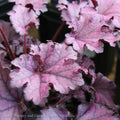  #1 Heuchera X Forever 'Purple'/ Coral Bells