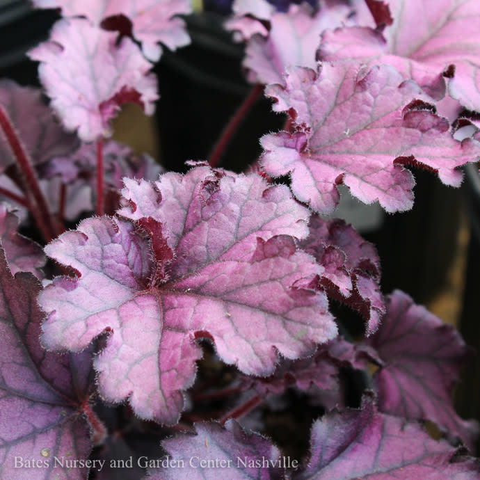  #1 Heuchera X Forever 'Purple'/ Coral Bells