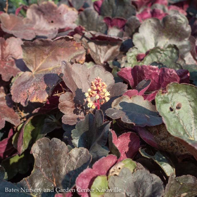 #1 Heuchera X Little Cutie 'Blondie'/ Coral Bells