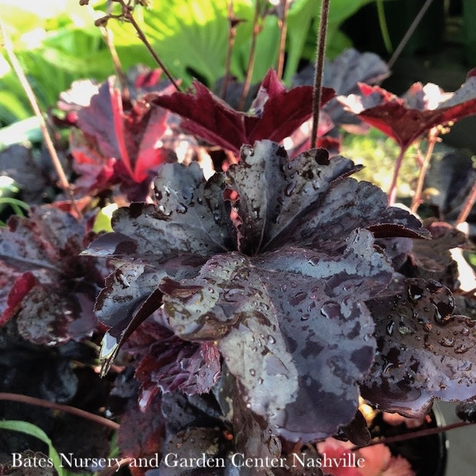  #1 Heuchera X Obsidian/ Black Coral Bells