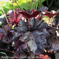  #1 Heuchera X Obsidian/ Black Coral Bells