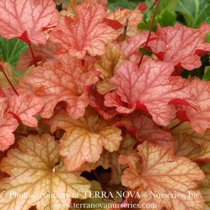  #1 Heuchera X Paprika/ Coral Bells