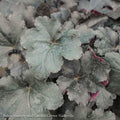 #1 Heuchera X PW Primo 'Black Pearl'/ Coral Bells