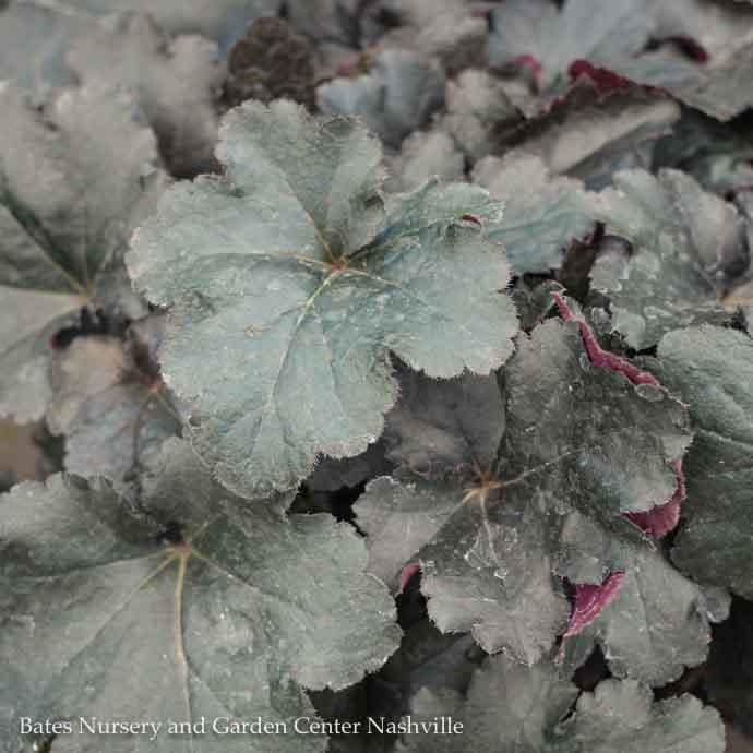  #1 Heuchera X PW Primo 'Black Pearl'/ Coral Bells