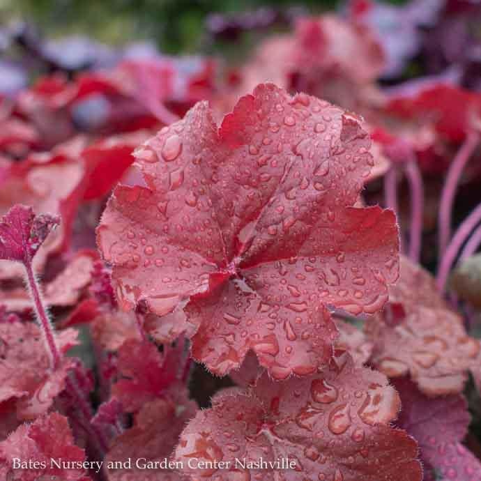  #1 Heuchera X Rich Northern Exposure 'Red'/ Coral Bells