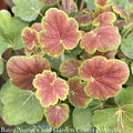  #1 Heuchera X Rich Northern Exposure 'Sienna'/ Coral Bells