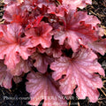  #1 Heuchera X Ruby Tuesday/ Coral Bells