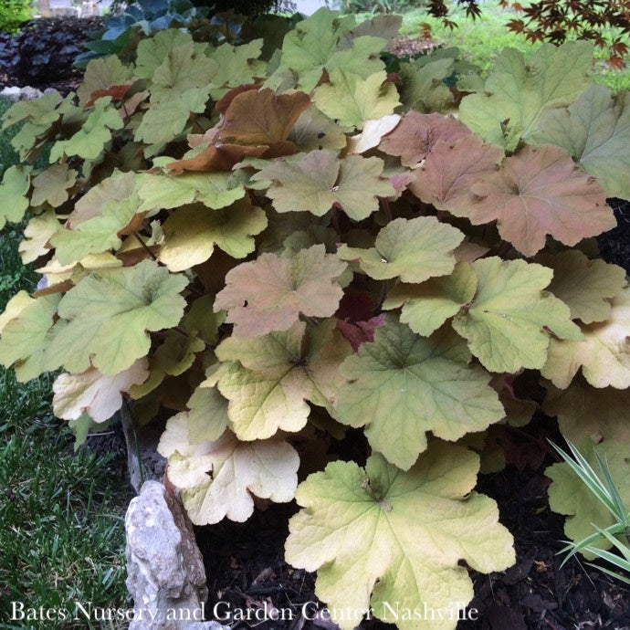  #1 Heuchera X Vill Caramel/ Coral Bells