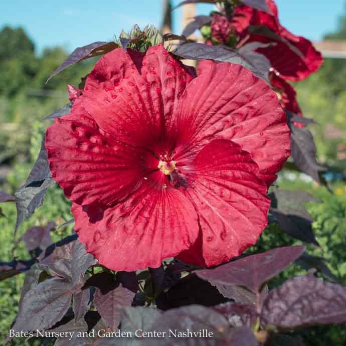  #1 Hibiscus X PW Summerific 'Holy Grail'/ Deep Scarlet Red Hardy